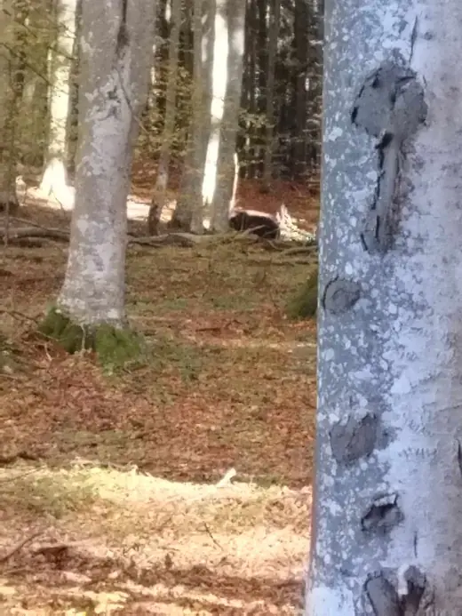 Kopjafa a Madarasi Hargitán, 19. kép
