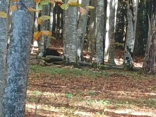 Kopjafa a Madarasi Hargitán, 45. kép