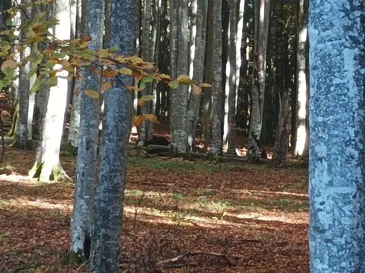 Kopjafa a Madarasi Hargitán, 46. kép