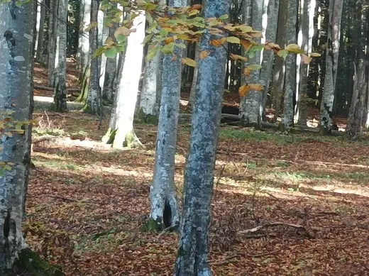 Kopjafa a Madarasi Hargitán, 47. kép