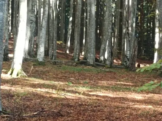 Kopjafa a Madarasi Hargitán, 48. kép