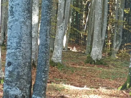 Kopjafa a Madarasi Hargitán, 49. kép
