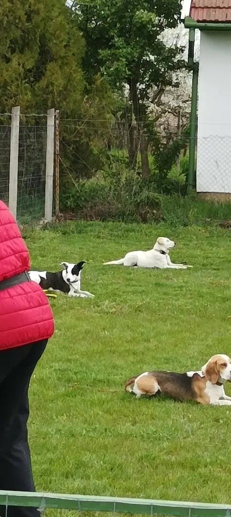 Joy, a mentőcsoport labradorja, 1. kép