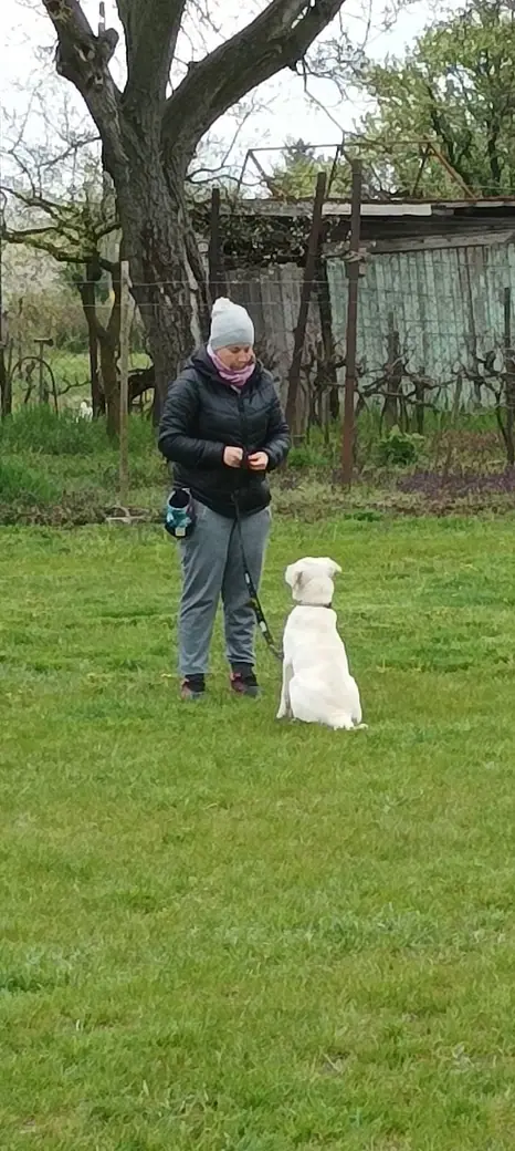 Joy, a mentőcsoport labradorja, 2. kép