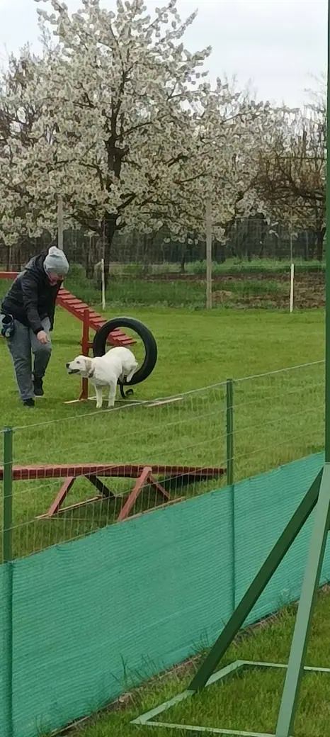 Joy, a mentőcsoport labradorja, 3. kép