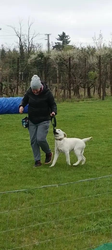 Joy, a mentőcsoport labradorja, 4. kép