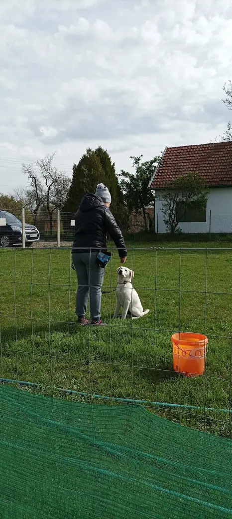 Joy, a mentőcsoport labradorja, 5. kép