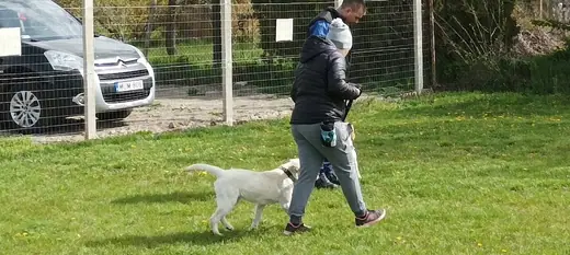 Joy, a mentőcsoport labradorja, 6. kép