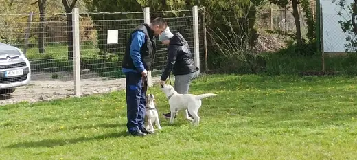 Joy, a mentőcsoport labradorja, 7. kép