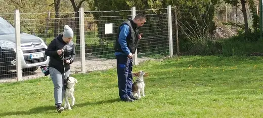 Joy, a mentőcsoport labradorja, 8. kép