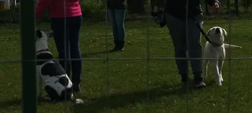 Joy, a mentőcsoport labradorja, 9. kép