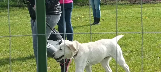 Joy, a mentőcsoport labradorja, 10. kép