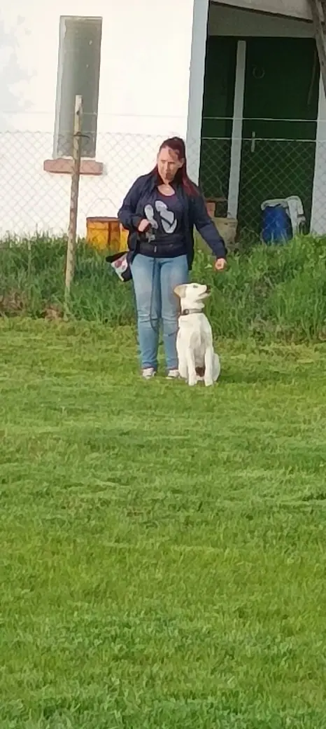 Joy, a mentőcsoport labradorja, 13. kép