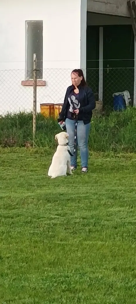 Joy, a mentőcsoport labradorja, 14. kép