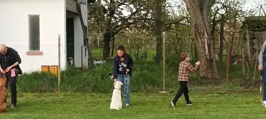 Joy, a mentőcsoport labradorja, 19. kép