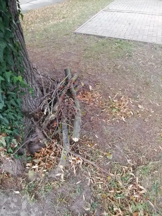 Gallyak a református templom előkertjében, 4. kép