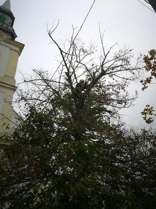 Gallyak a református templom előkertjében, 5. kép