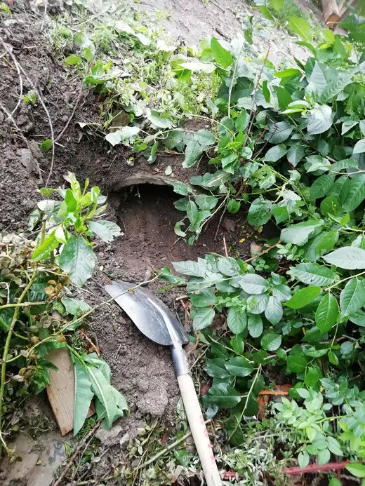 Kiskutyát mentettünk a Jókai utcában, 2. kép