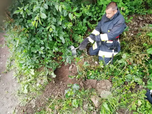 Kiskutyát mentettünk a Jókai utcában, 3. kép