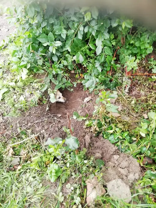 Kiskutyát mentettünk a Jókai utcában, 5. kép