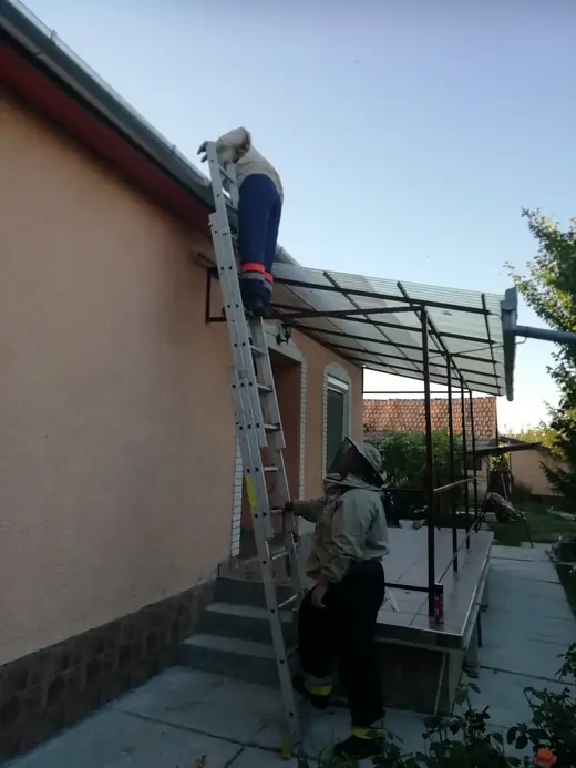 Darázsirtás, 1. kép