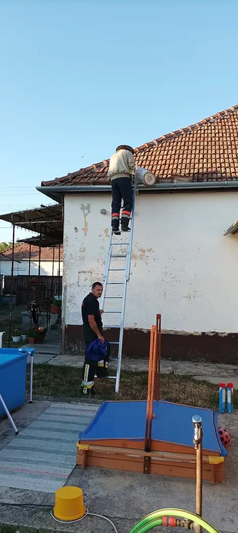 Darázsirtás, 2. kép