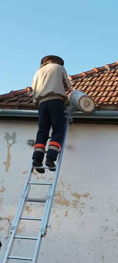 Darázsirtás, 3. kép