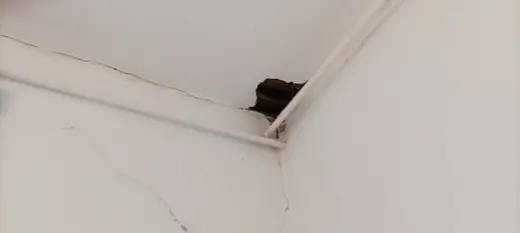 Darázsirtás, 4. kép