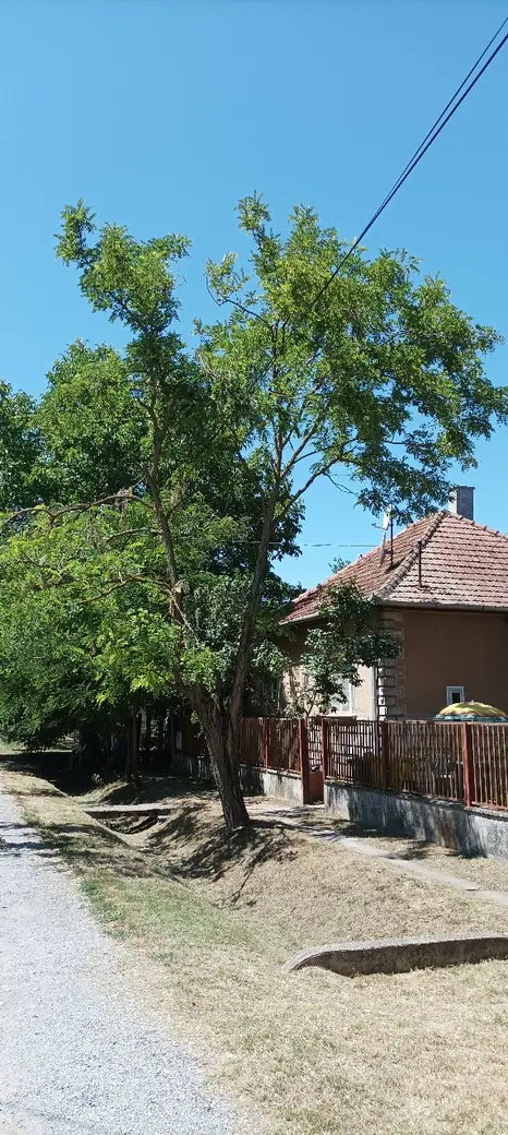 Kettétört fa a Köztársaság utcában, 1. kép