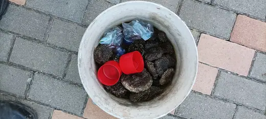 Darázsirtás, 3. kép