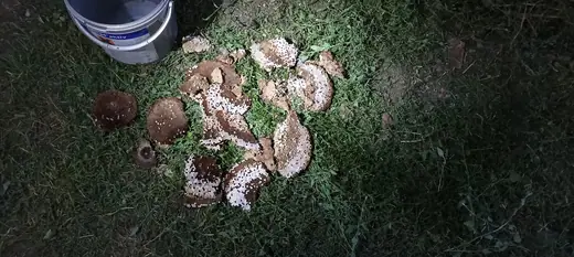 Darázsirtás, 2. kép