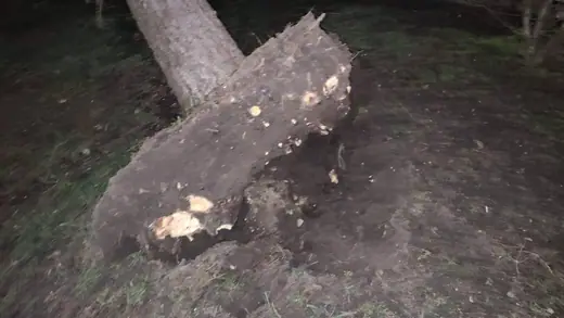 Épületre dőlt fenyőfa a Kossuth utcában, 1. kép