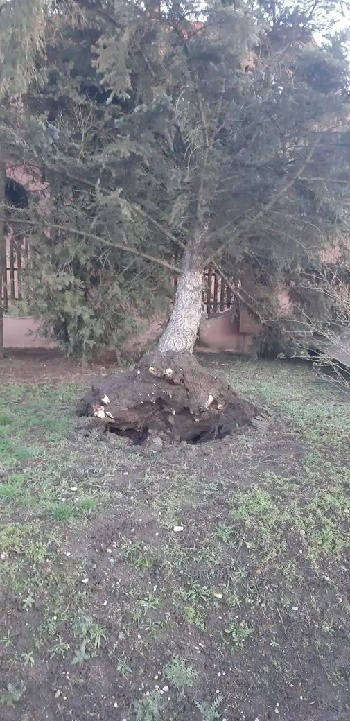 Épületre dőlt fenyőfa a Kossuth utcában, 2. kép