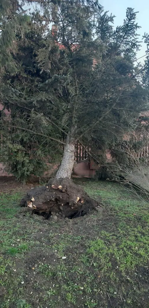 Épületre dőlt fenyőfa a Kossuth utcában, 7. kép