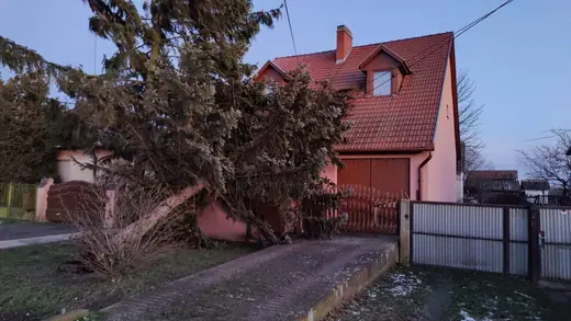 Épületre dőlt fenyőfa a Kossuth utcában, 8. kép