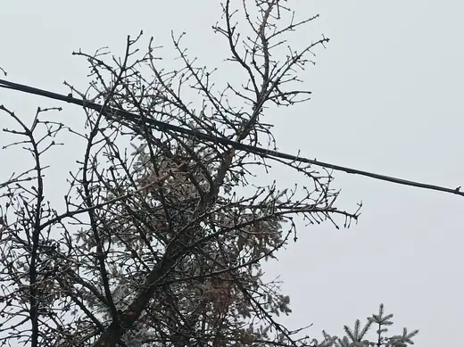 Fa dőlt a telefonvezetékre, 2. kép
