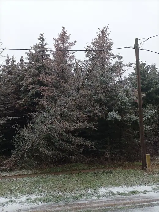 Fa dőlt a telefonvezetékre, 3. kép