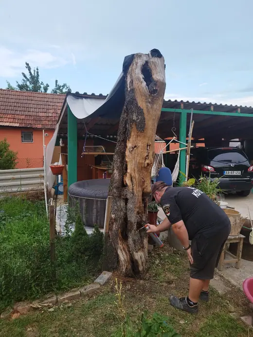 Darázsirtás, 2. kép