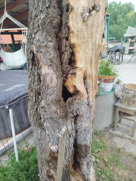 Darázsirtás, 6. kép