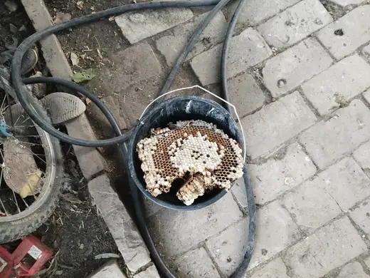 Darázsirtás, 3. kép